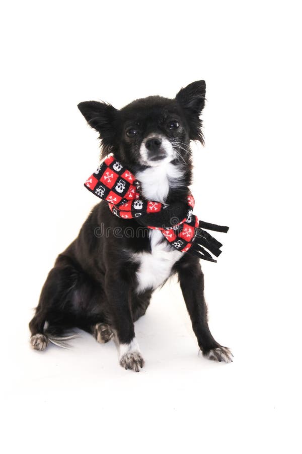 Black and white chihuahua dog with ears sticking up wearing a skull scarf, sitting on a white background. Black and white chihuahua dog with ears sticking up wearing a skull scarf, sitting on a white background