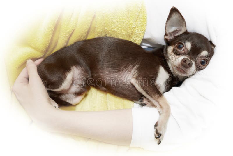 Chihuahua in knuffel