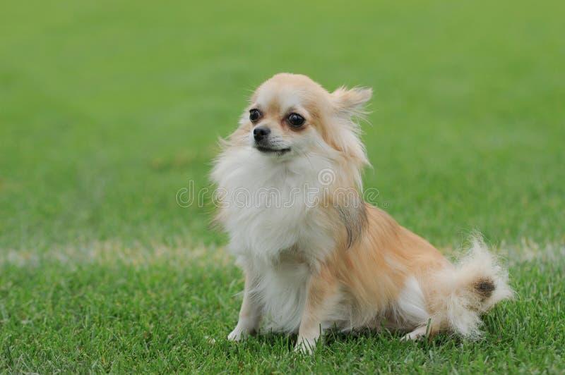 Chihuahua longhaired dog portrait