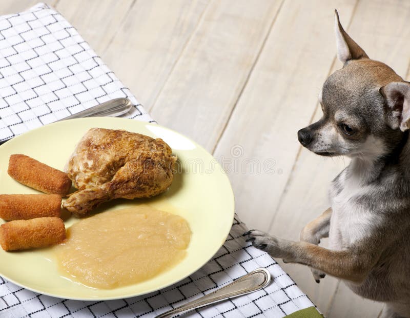 Chihuahua looking at food on plate