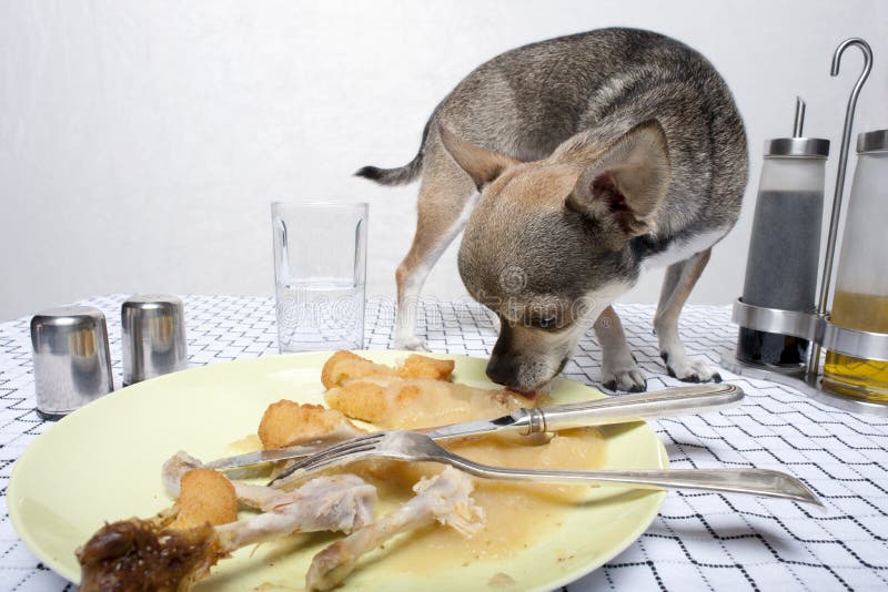 Chihuahua looking at food on plate