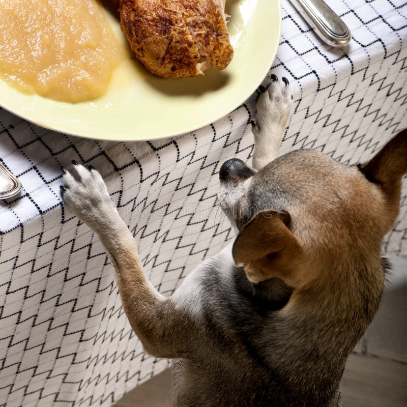 Chihuahua looking at leftover food on table