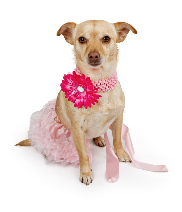 chihuahua tutu