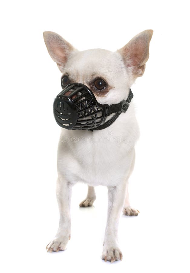 teacup chihuahua muzzle