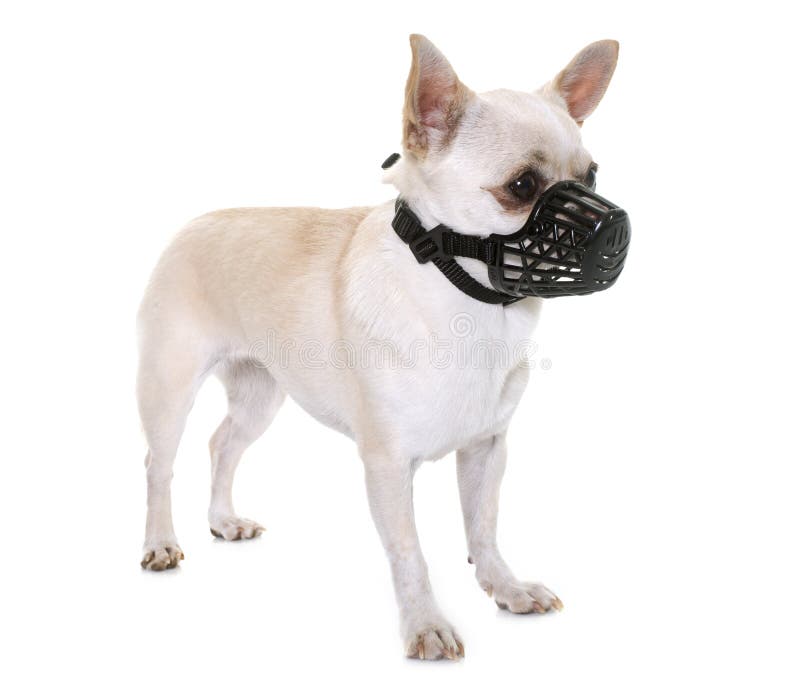Chihuahua and muzzle royalty free stock photography