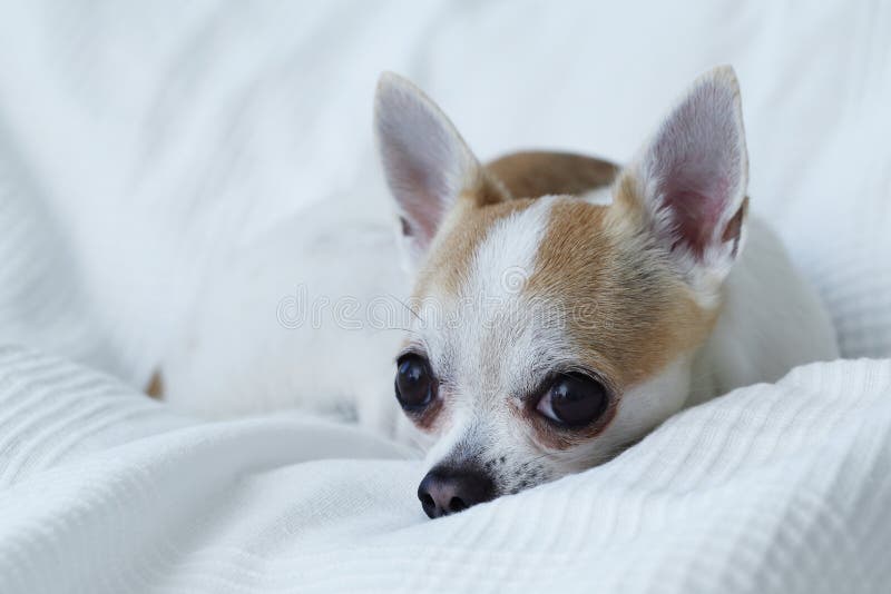 Chihuahua na cama branca