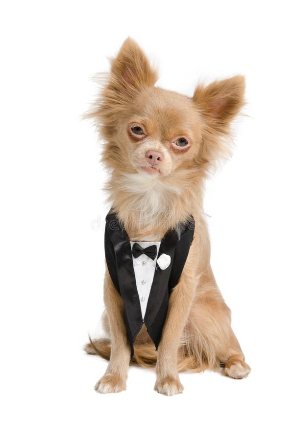 Chihuahua dressed like a groom in tuxedo. Chihuahua dressed like a groom in tuxedo