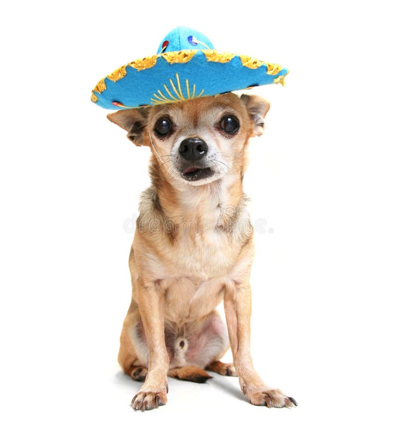 chihuahua with hat