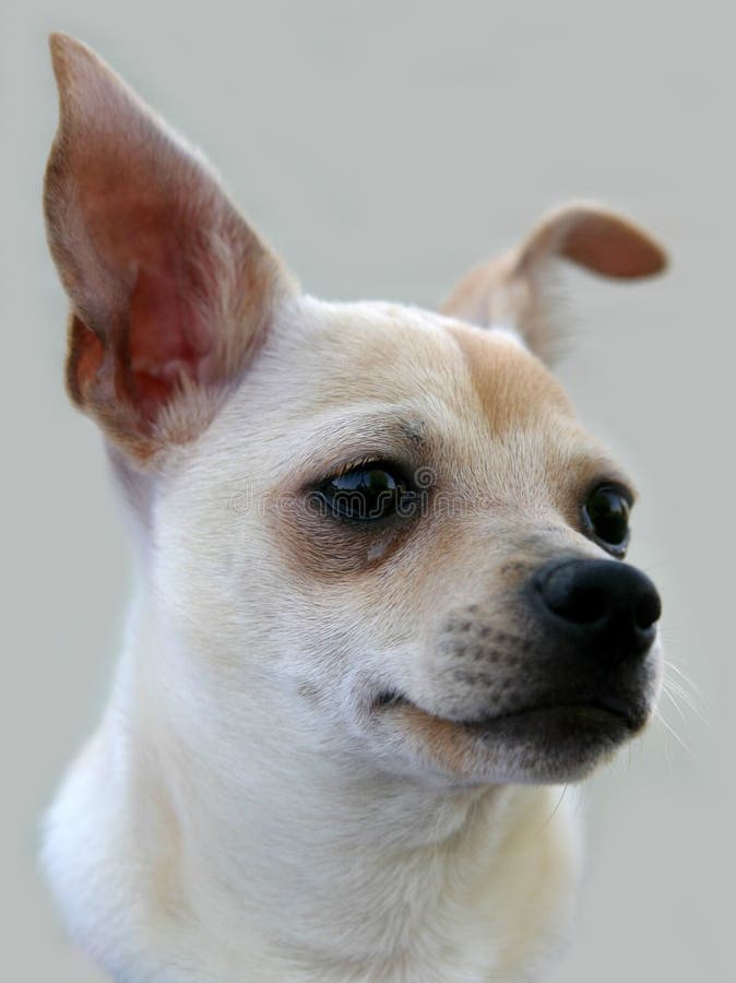 Chihuahua Portrait