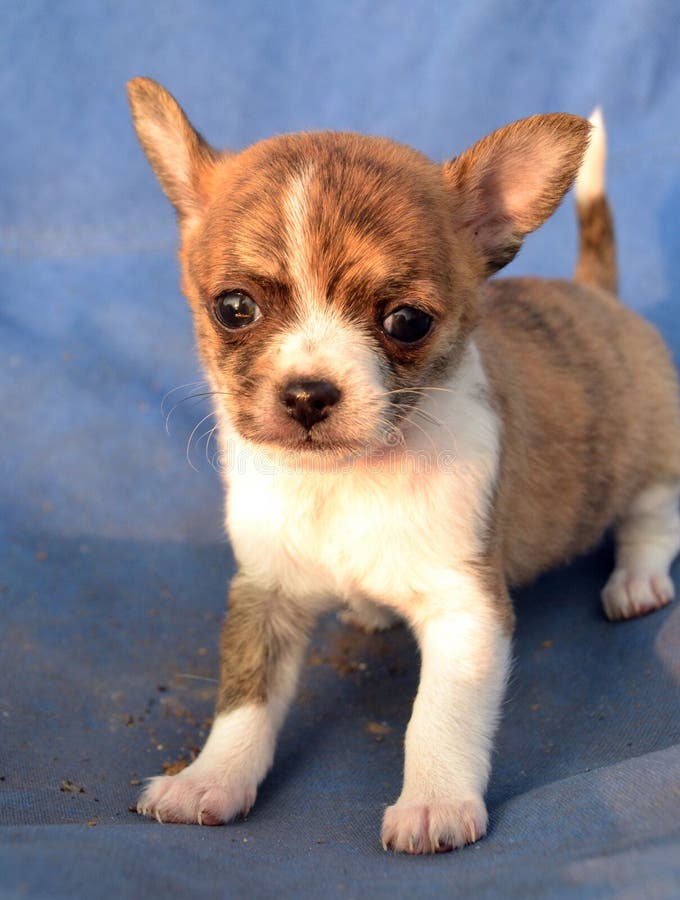 brindle and white chihuahua