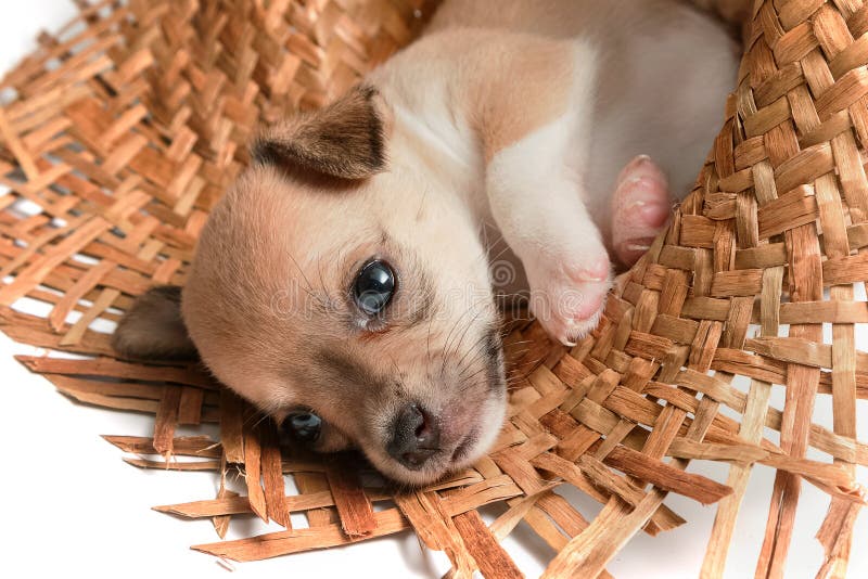 chihuahua puppies sleeping in woven hats stock photos chihuahua puppies sleeping in woven hats stock photos