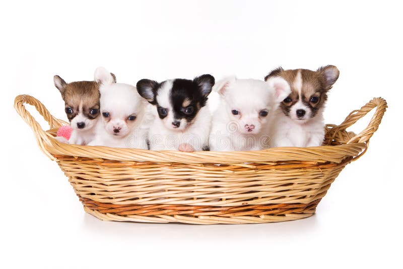 Chihuahua puppy stock photos