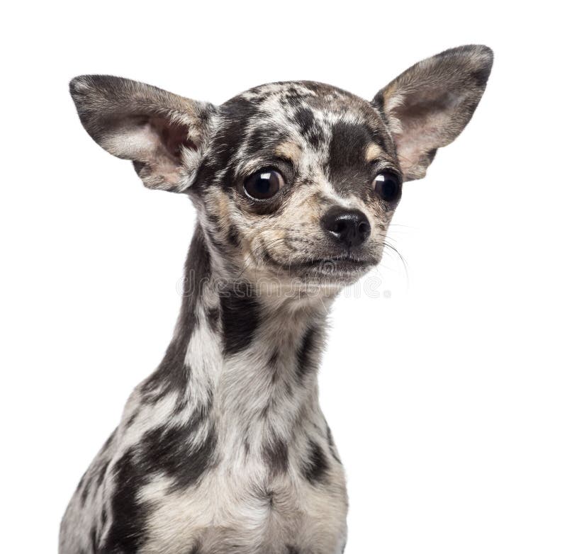 Chihuahua puppy, 3 months old, looking away royalty free stock photography Chihuahua puppy, 3 months old, looking away royalty free stock photography