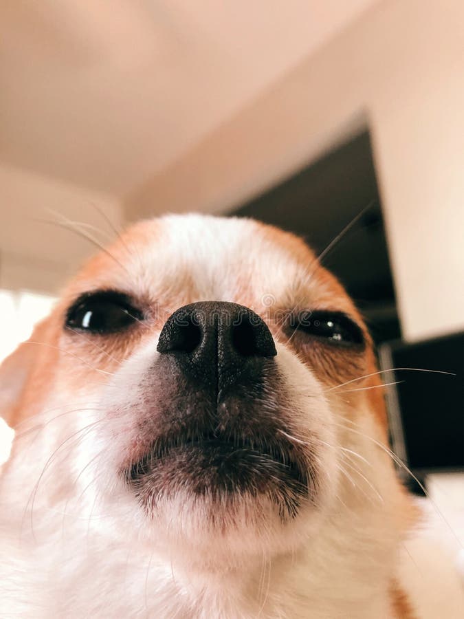 Chihuahua Puppy Dog Making Funny Face Close Up Dog Face Stock Image