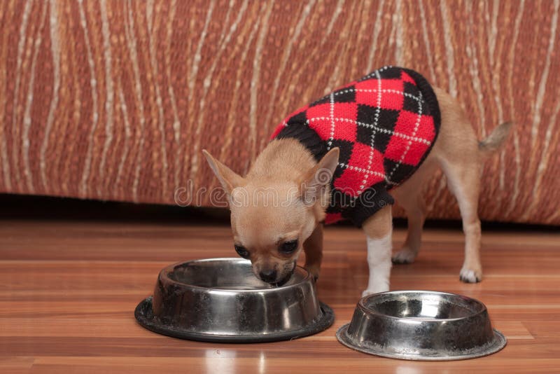 Chihuahua puppy dressed with pullover drinking water at home. Cinnamon Chihuahua puppy dressed with pullover drinking water at home, 4 months old female royalty free stock photo Chihuahua puppy dressed with pullover drinking water at home. Cinnamon Chihuahua puppy dressed with pullover drinking water at home, 4 months old female royalty free stock photo