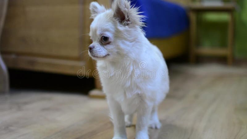 Chihuahua puppy long haired