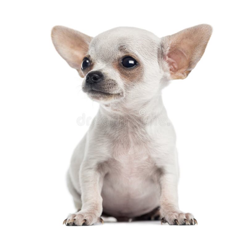 Chihuahua puppy sitting, looking up, 4 months, isolated royalty free stock photography Chihuahua puppy sitting, looking up, 4 months, isolated royalty free stock photography