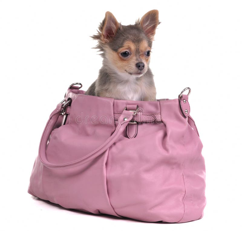 1,207 Chihuahua Bag Stock Photos - Free & Royalty-Free Stock Photos from  Dreamstime