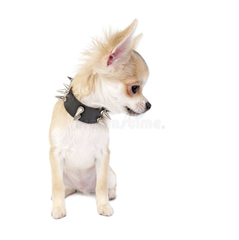 Chihuahua puppy with studded collar isolated