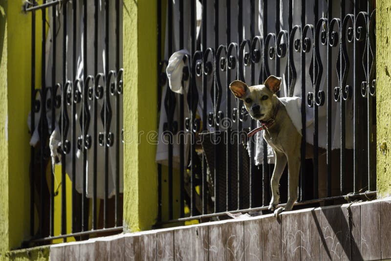Chihuahua que descasca na câmera através dos trilhos do balcão imagem de stock Chihuahua que descasca na câmera através dos trilhos do balcão imagem de stock