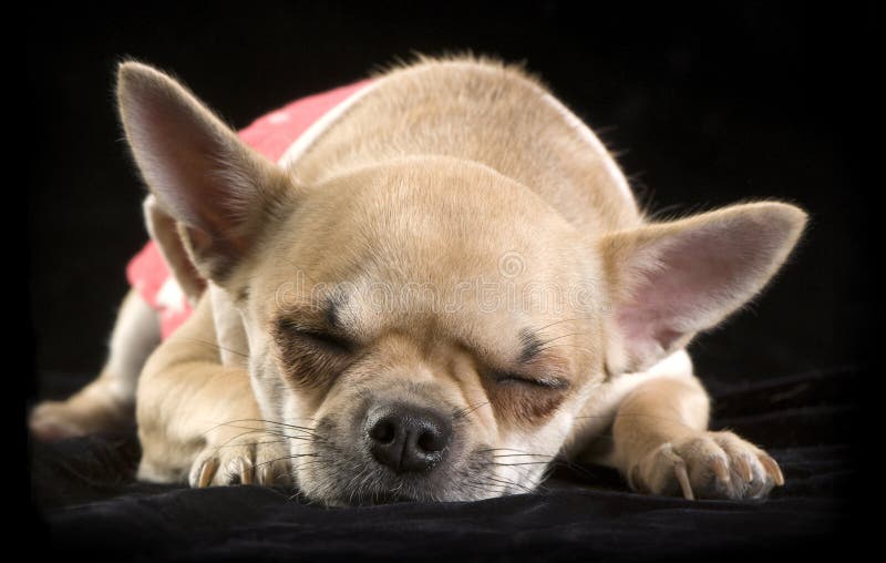Chihuahua que dorme no preto