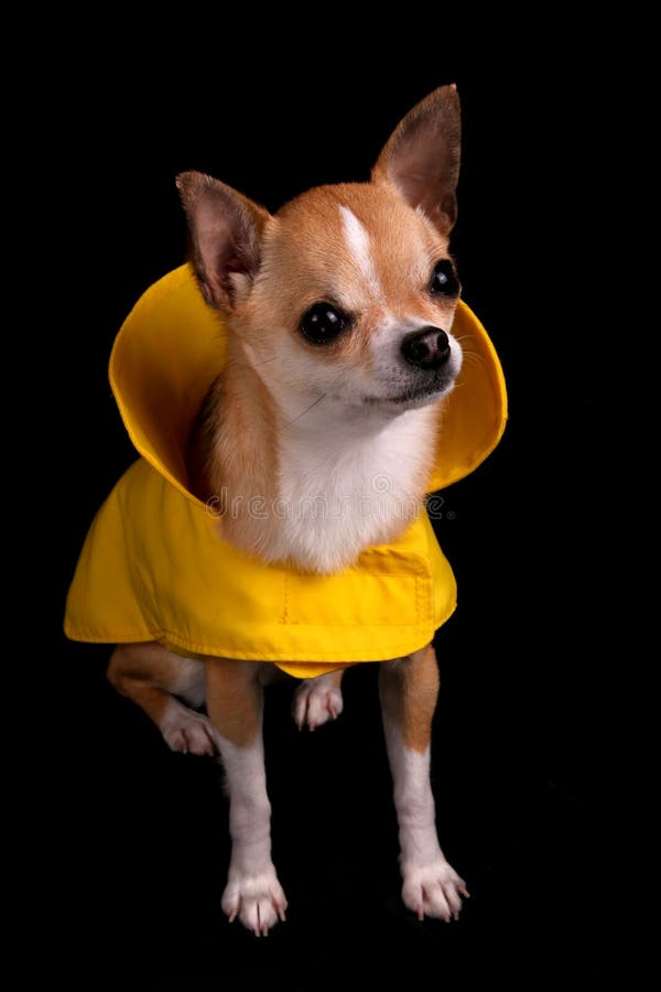 Chihuahua in a Raincoat stock image. Image of coat, chihuahua - 9430817