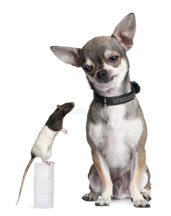 Chihuahua And A Rat Sitting Stock Photo Image Of Background Vertebrate 25101328