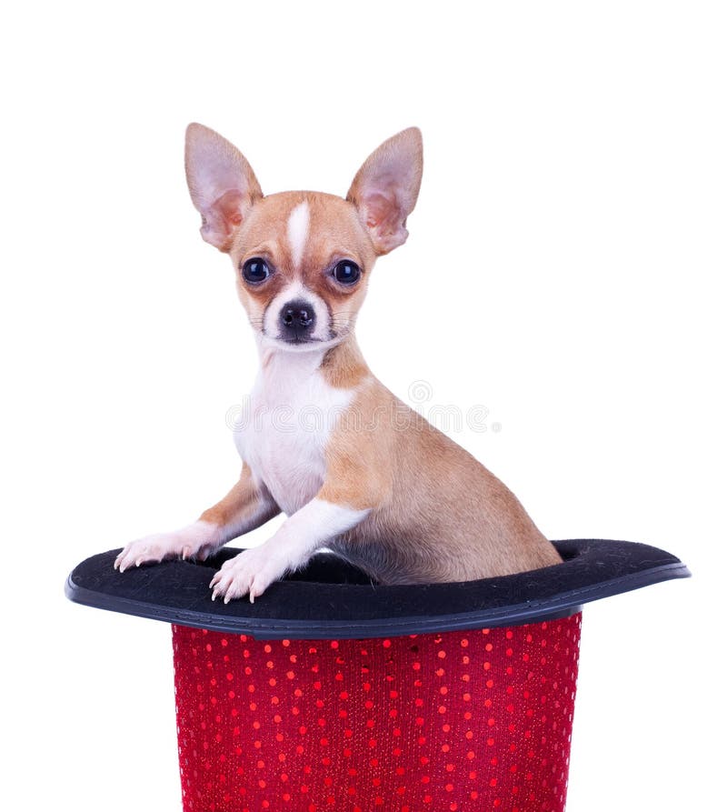 Chihuahua in a red hat