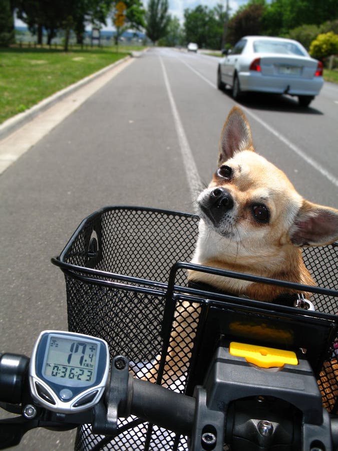 Chihuahua riding bicycle