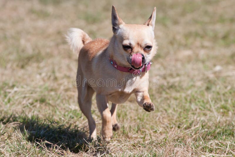 Chihuahua running