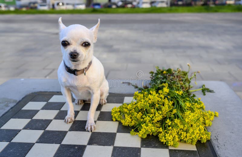 Chihuahua Se Sienta En Un Tablero De Ajedrez Y Mira Recto. Foto de archivo - Imagen de afuera, amistad: 184253132 Chihuahua Se Sienta En Un Tablero De Ajedrez Y Mira Recto. Foto de archivo - Imagen de afuera, amistad: 184253132