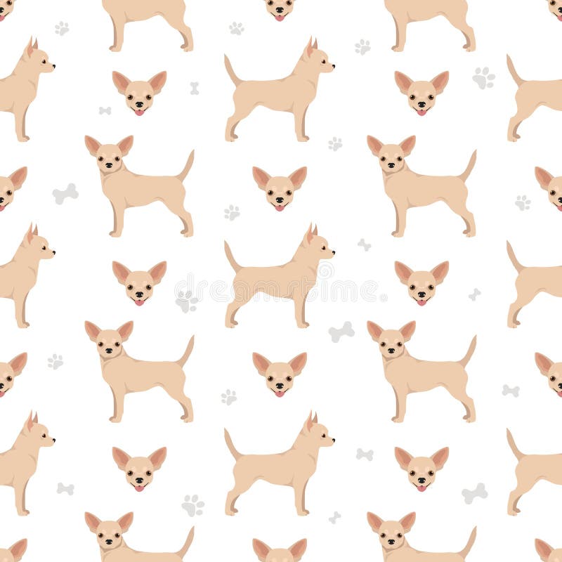 70 Free Chihuahua Black White  Chihuahua Images  Pixabay