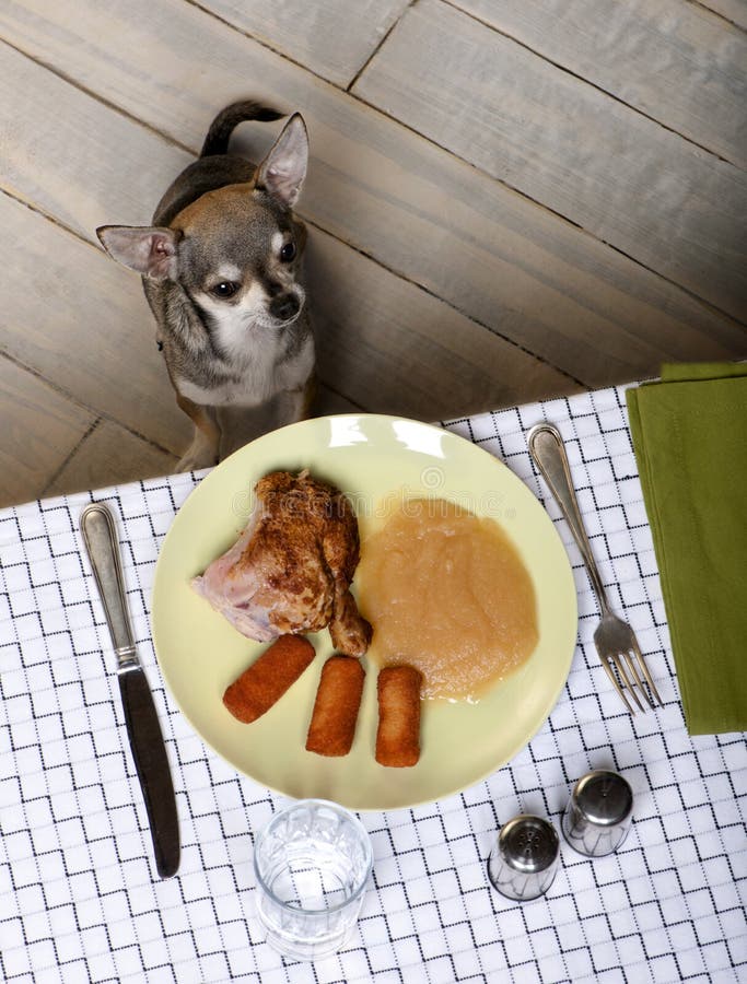 Chihuahua sitting and looking up at food on table