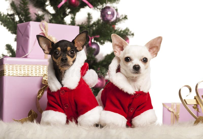 Chihuahua sitting and wearing a Christmas suit in front of Christmas decorations royalty free stock photo Chihuahua sitting and wearing a Christmas suit in front of Christmas decorations royalty free stock photo
