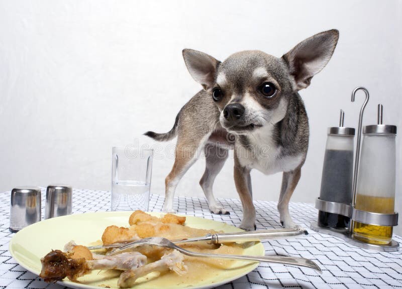 Chihuahua standing by food on table