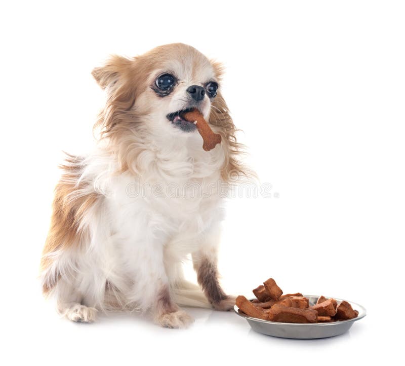 Chihuahua in studio. Liten chihuahua framför vit bakgrund