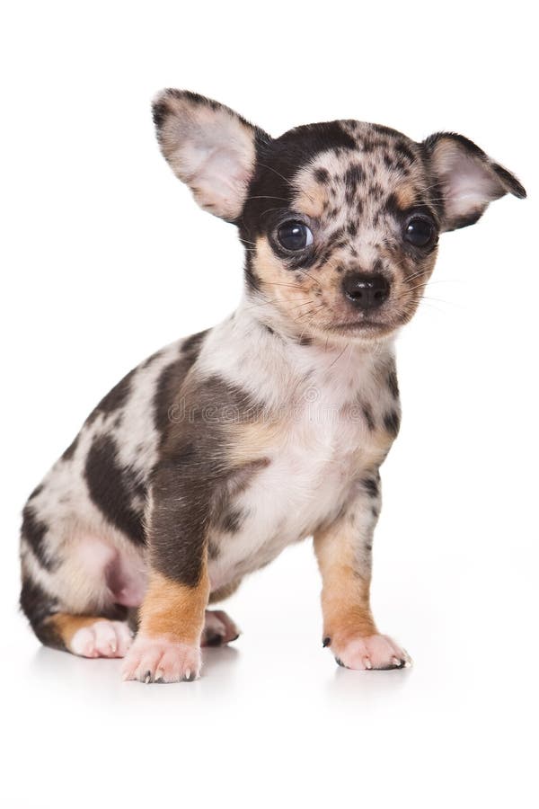 Download Chihuahua szczeniak obraz stock. Obraz złożonej z pionowo - 13328931