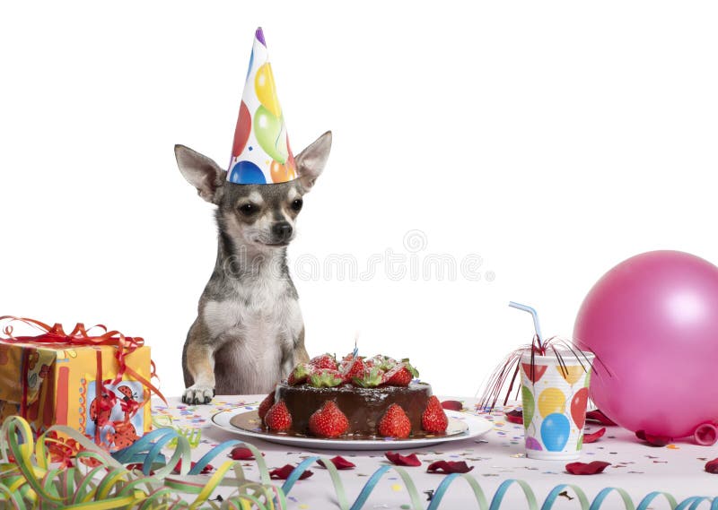 chihuahua birthday hat
