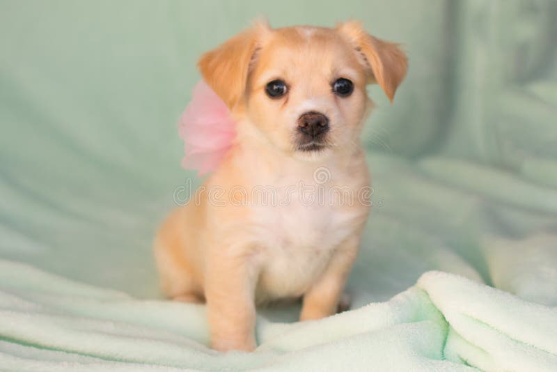 chihuahua and lab mix puppies