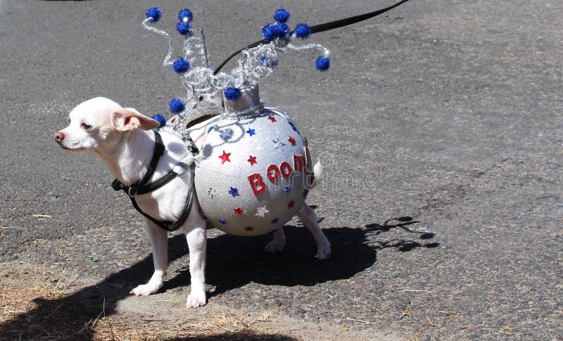 Chihuahua with 4th of July decorations royalty free stock photo Chihuahua with 4th of July decorations royalty free stock photo
