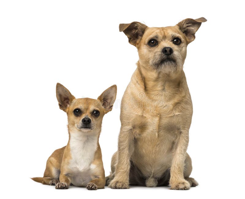Chihuahua- und Kreuzzucht stockfoto