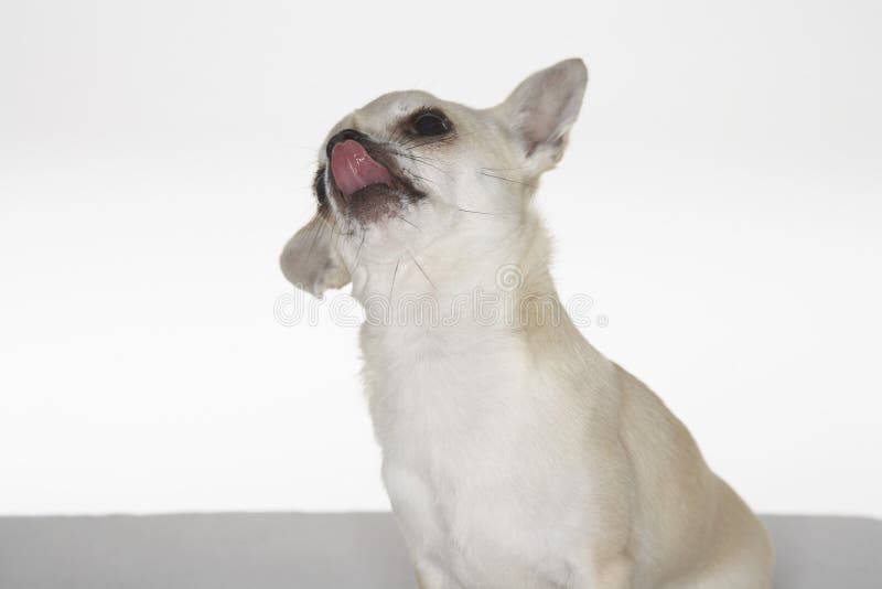 Chihuahua Up I oblizanie Przyglądający nos obraz stock Chihuahua Up I oblizanie Przyglądający nos obraz stock