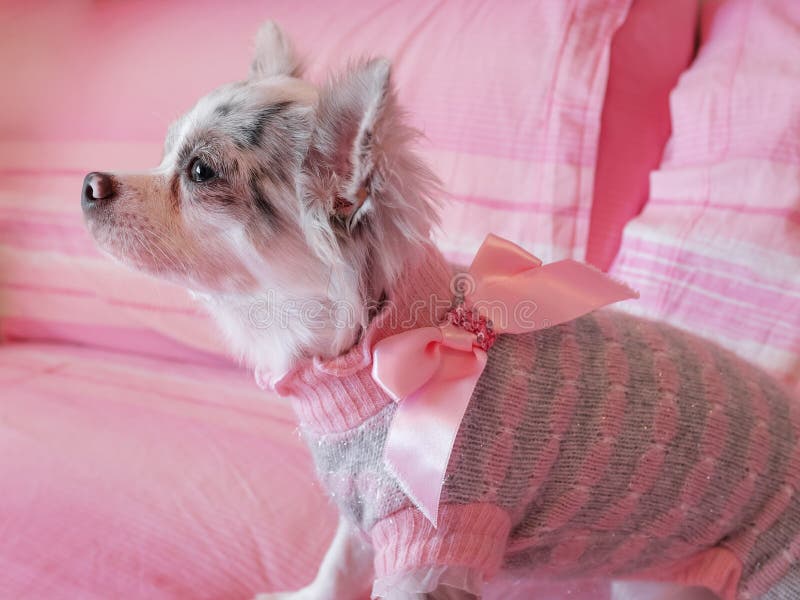 Chihuahua vestido com um laço rosa imagem de stock