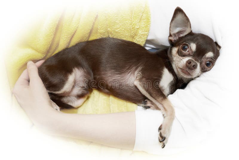 Chihuahua w cuddle obrazy royalty free Chihuahua w cuddle obrazy royalty free
