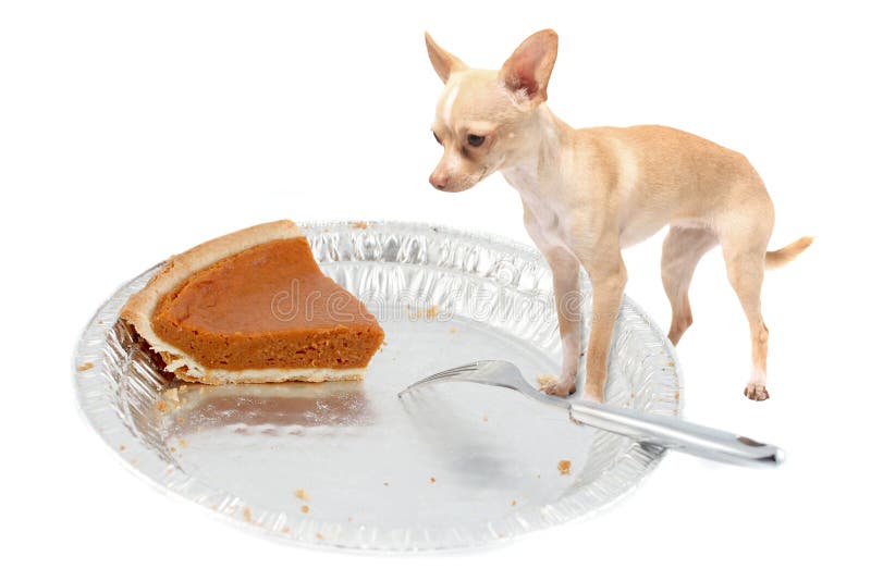 Little chihuahua dog standing on pie tin staring at the last pumpkin pice at thanksgiving on a white background. Little chihuahua dog standing on pie tin staring at the last pumpkin pice at thanksgiving on a white background