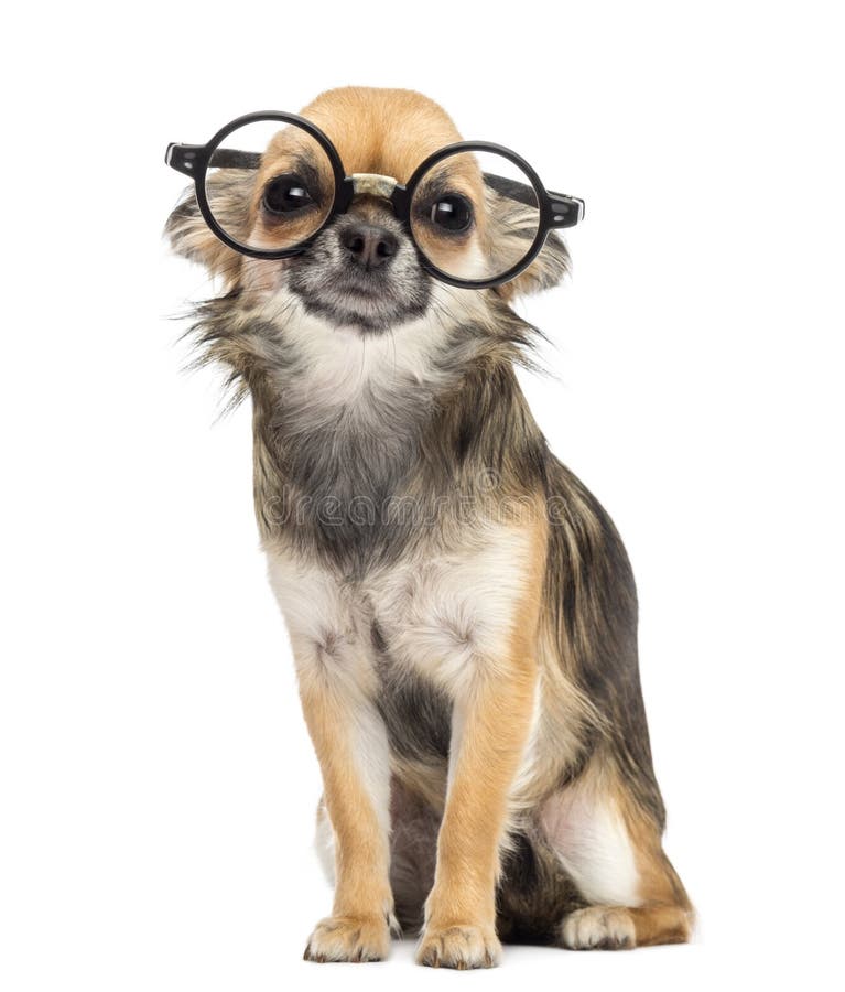 goggles for chihuahuas