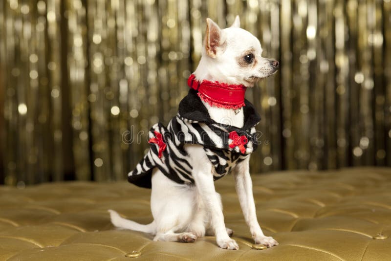 Chihuahua white dog stock photography Chihuahua white dog stock photography