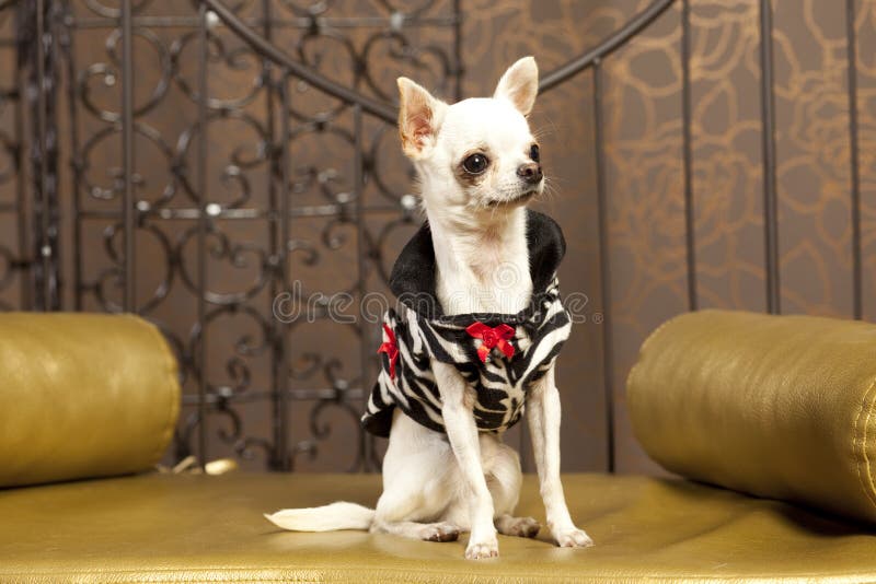 Chihuahua White Dog in Clothes Stock Image Image of seat, glamour