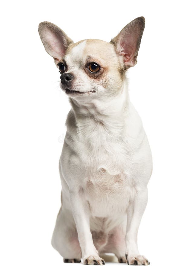 Chihuahua (2 years old) sitting and looking left royalty free stock photo Chihuahua (2 years old) sitting and looking left royalty free stock photo