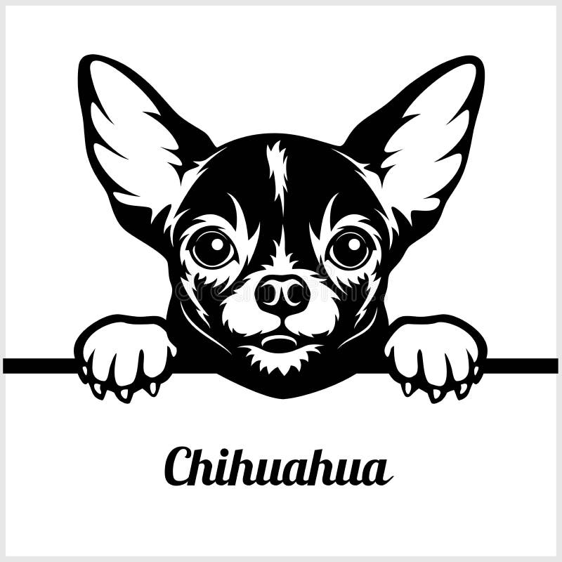 Chihuahua - σκυλιά κρυφοκοιτάγματος - - κεφάλι προσώπου φυλής που απομονώνεται στο λευκό ελεύθερη απεικόνιση δικαιώματος